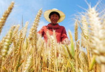Власти Китая разрешили импорт пшеницы со всей территории РФ