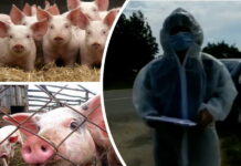 Суд обязал ярославского фермера отдать свиней на убой