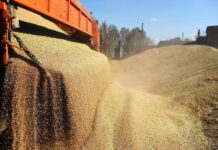 Валовой сбор зерна в России в 2021 году снизился на 9%