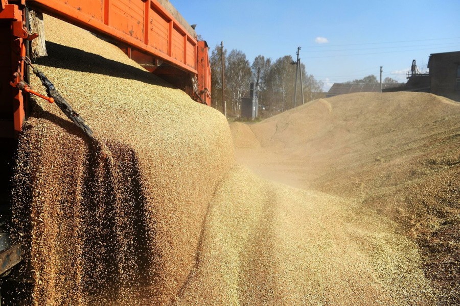 Валовой сбор зерна в России в 2021 году снизился на 9%