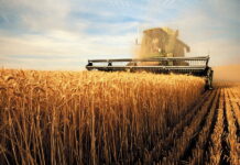 Сельское хозяйство в условиях санкций против России — мнение экспертов