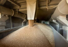 Минсельхоз начал подготовку к новым товарным интервенциям на зерновом рынке
