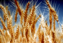 В России впервые появилась отредактированная пшеница