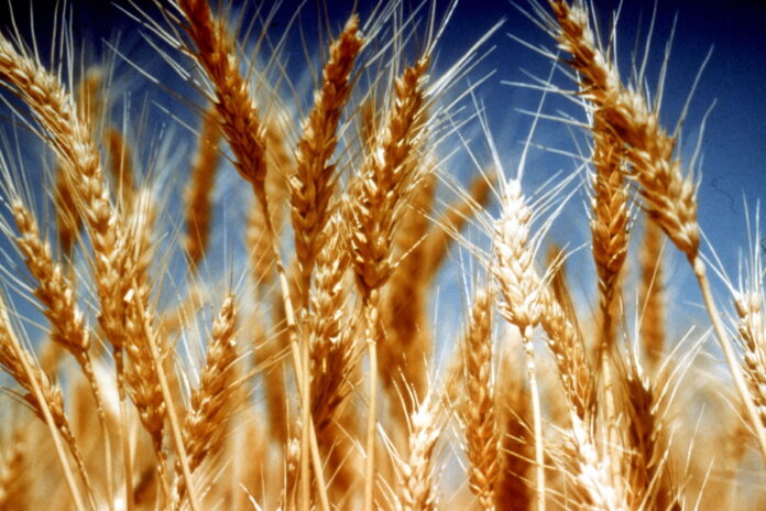 В России впервые появилась отредактированная пшеница