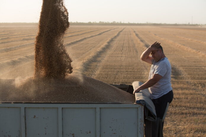Российские фермеры выступили с призывом отменить экспортную пошлину на зерно