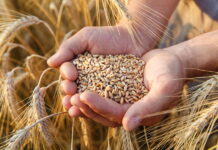 В России рухнул экспорт зерна