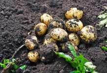 Ситуация с самообеспеченностью семенами картофеля близка к катастрофической