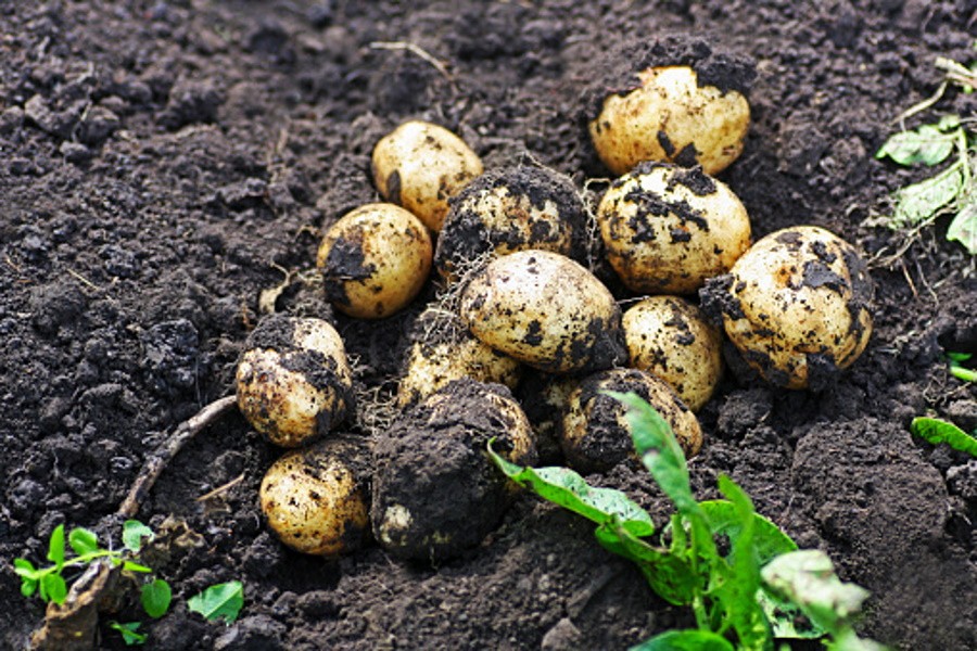 Ситуация с самообеспеченностью семенами картофеля близка к катастрофической