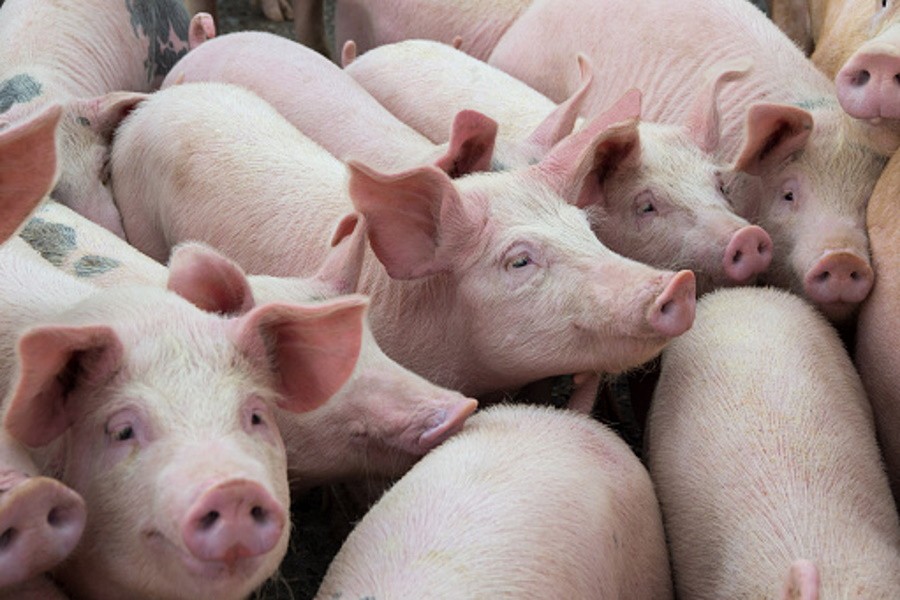 Генетически модифицированные свиньи станут донорами сердца для людей
