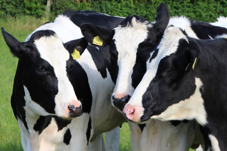 Из-за санкций в России начнется снижение поголовья коров и производства молока