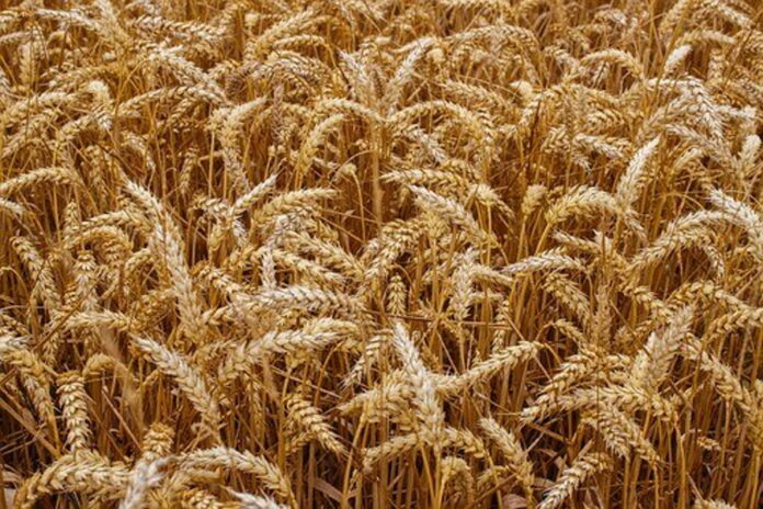Россия сократила экспорт зерновых культур — Минсельхоз