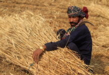 Глобальный рынок зерна: Индия вышла на мировую арену