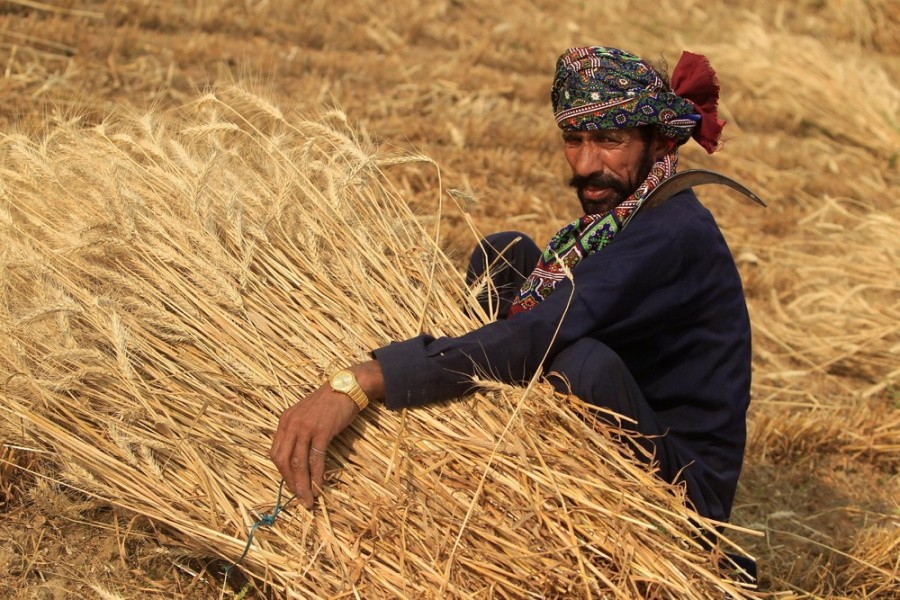 Глобальный рынок зерна: Индия вышла на мировую арену