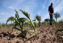 Дефицит удобрений представляет угрозу глобальной продовольственной системе