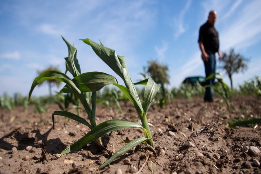 Дефицит удобрений представляет угрозу глобальной продовольственной системе