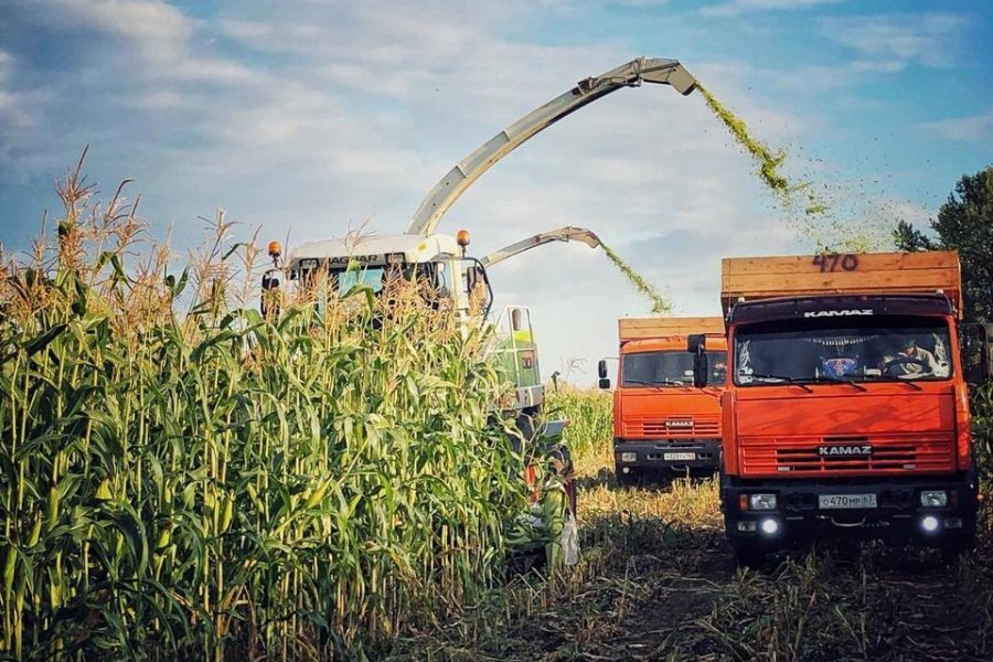 Семеноводство и сельхозтехника сильно пострадают от санкций в российском АПК — ИКАР