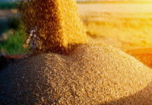 Минсельхоз США прогнозирует снижение экспорта российской пшеницы