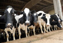 Молочной отрасли грозит снижение финансовой устойчивости