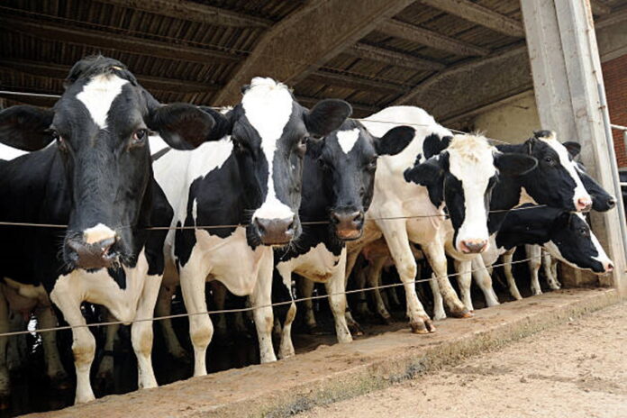 Молочной отрасли грозит снижение финансовой устойчивости