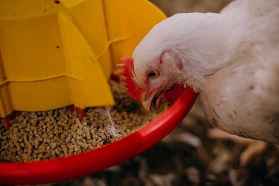 Птицеводы требуют запретить экспорт фуражной пшеницы и кукурузы