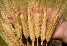 Пшеничная революция: в Пакистане вывели новые гибридные сорта