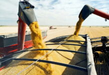 Китай станет крупнейшим импортером российской пшеницы и подсолнечного масла