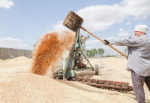 Глава зернового союза предсказал фиаско российскому рынку зерна