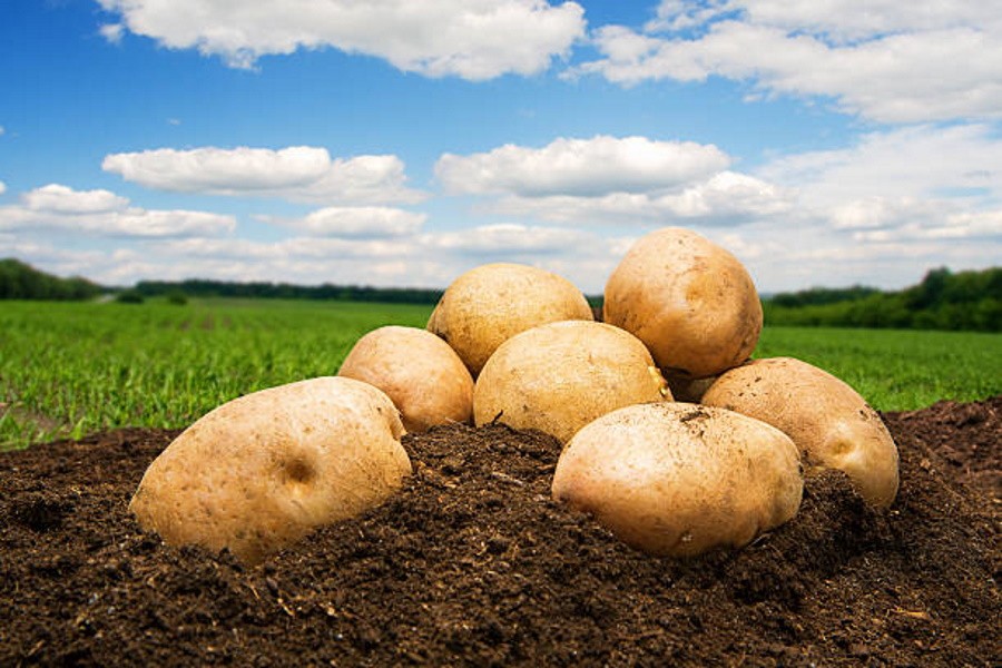 Новые российские сорта картофеля не идут на поля. Почему?