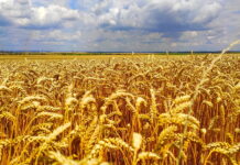 В РФ ожидается рекордно высокий урожай пшеницы — Совэкон