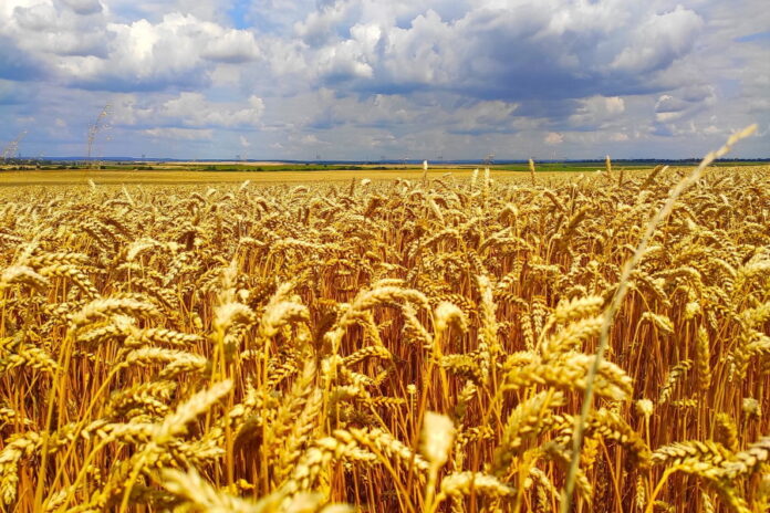 В РФ ожидается рекордно высокий урожай пшеницы — Совэкон
