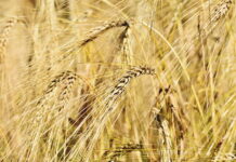 В России цены на пшеницу снова пошли в рост
