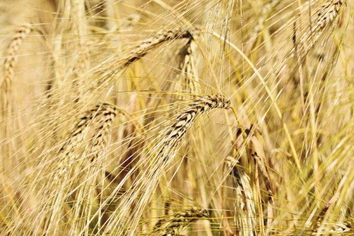 В России цены на пшеницу снова пошли в рост