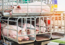 В России начался массовый забой свиней из-за дефицита кормов