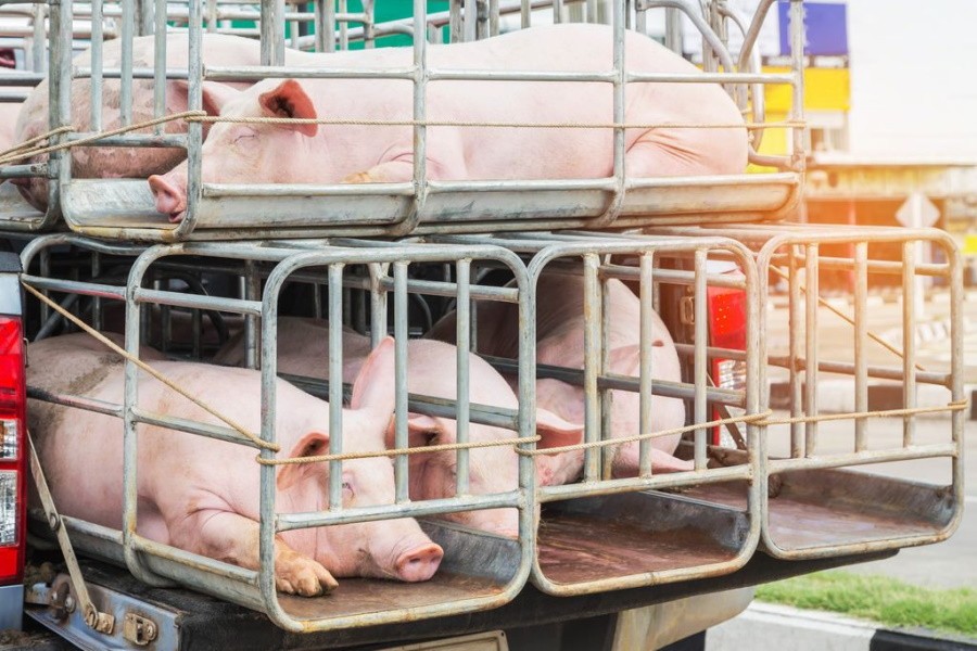 В России начался массовый забой свиней из-за дефицита кормов
