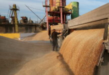 Российский зерновой союз: РФ увеличит экспорт пшеницы