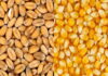 В апреле Россия увеличила экспорт пшеницы и кукурузы