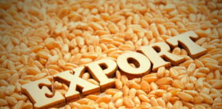 РФ станет мировым лидером по экспорту пшеницы