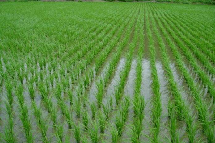 Россиян предупредили о росте цен на рис