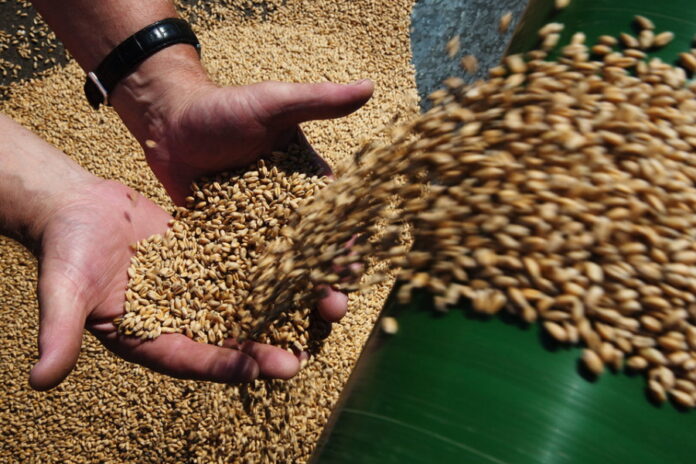 С апреля в России продолжает дешеветь пшеница