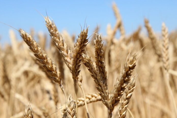 Зерновой союз опроверг прогноз на рекордный урожай зерна в 2022 году