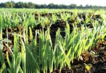 Пшеница Физиология растений и формирование урожайности