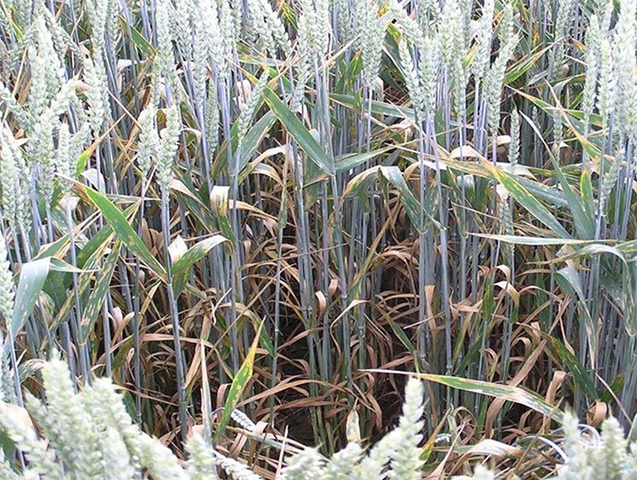 Септориоз в посевах пшеницы