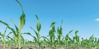 Влияние густоты высева кукурузы на урожайность