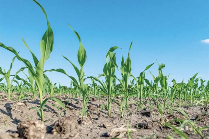 Влияние густоты высева кукурузы на урожайность