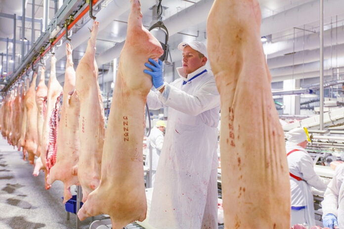По итогам года производство свинины в России может увеличиться на 5%