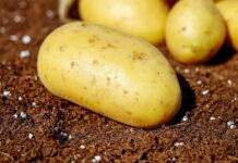 На Среднем Урале картофель за год подорожал на 51%