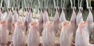 Экспорт мяса птицы вырос на 50%