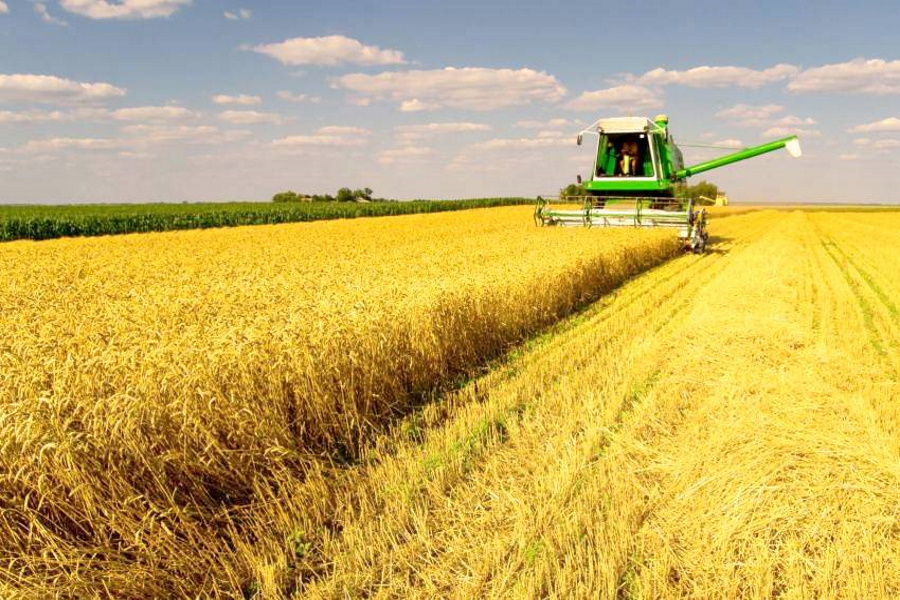 Погода может помешать собрать рекордный урожай пшеницы в России — эксперт