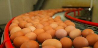 Россия сократила зависимость от импорта инкубационного яйца