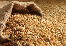 Стоимость пшеницы побила абсолютный рекорд на европейском рынке